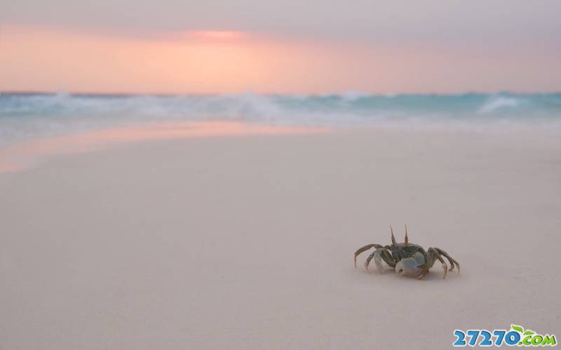 沙滩上特写螃蟹
