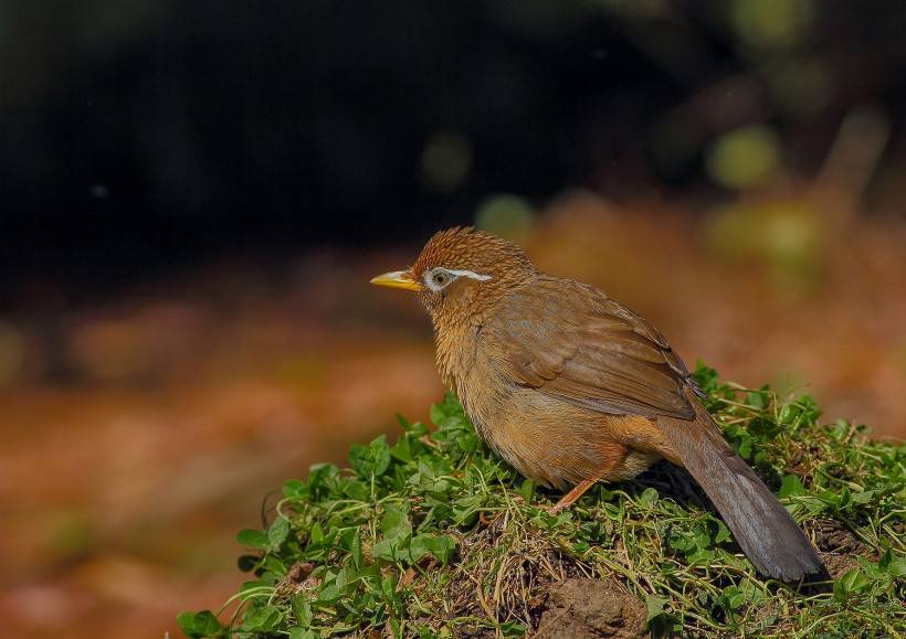 野外觅食的极品画眉鸟图片