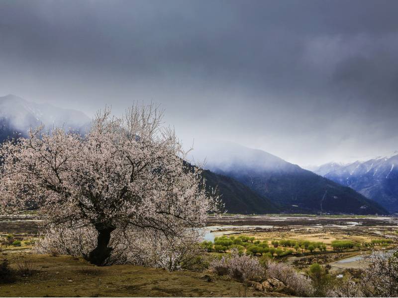 初春桃花盛放唯美粉嫩风景高清美图