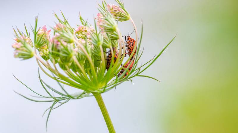 自然花园小昆虫清新唯美高清摄影图