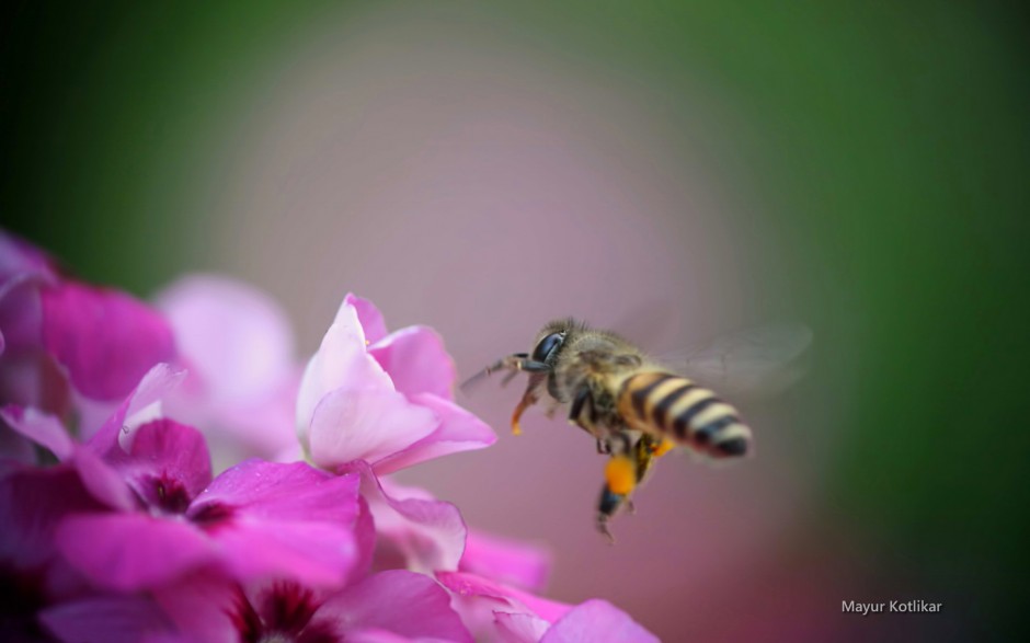 花园蜜蜂采蜜图片微距壁纸