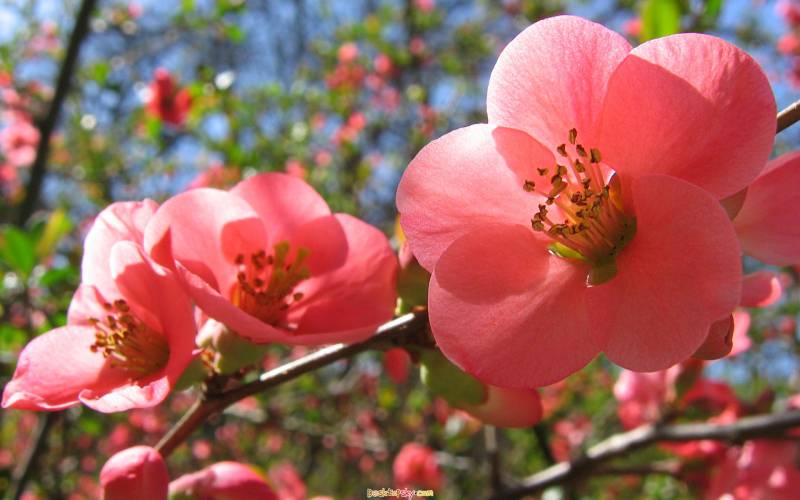 唯美春天迷人花卉高清壁纸