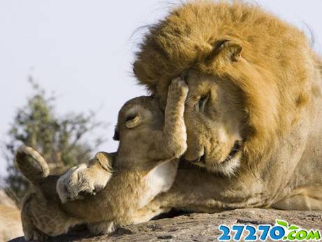 雄狮与子甜蜜玩耍 舐犊情深猛兽温暖人心