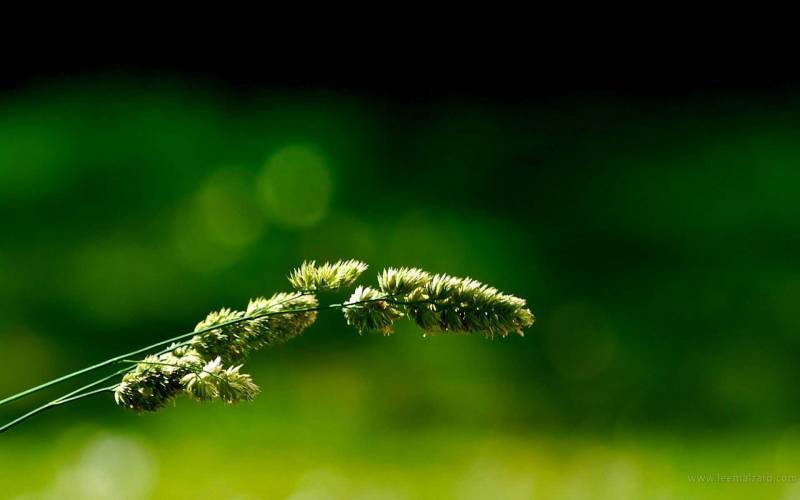 唯美意境大自然动物植物特写壁纸