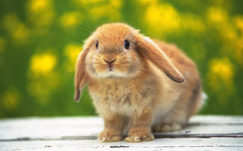 可爱小宠物兔子高清图片