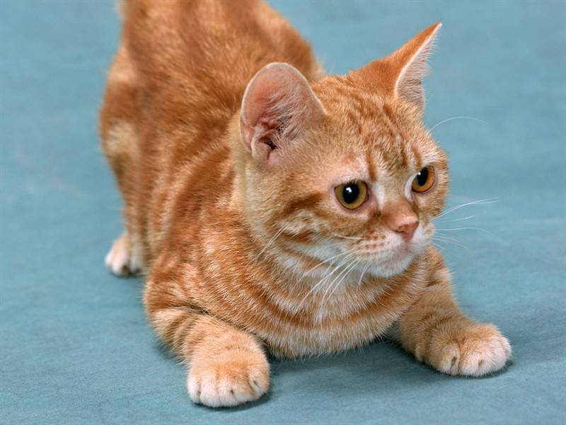 小猫咪高清动物图片合集