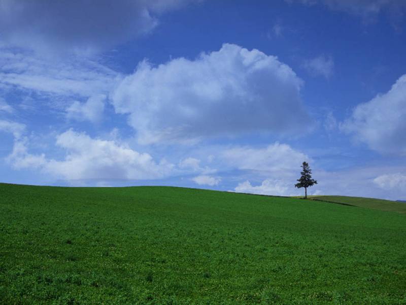 青葱郁郁的田园风景意境图