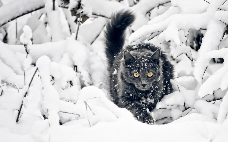 雪地玩耍的英短猫咪图片壁纸
