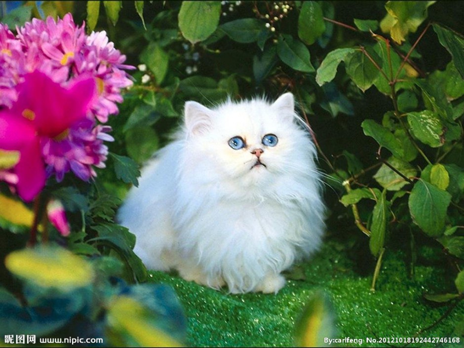 长毛白色波斯猫唯美壁纸图片