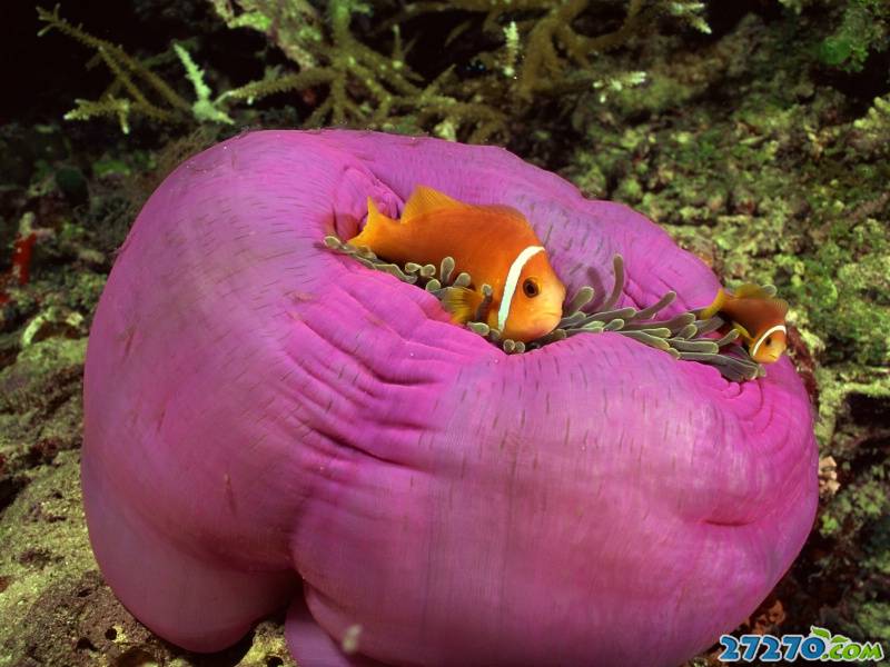 特写海底生物 海底的世界