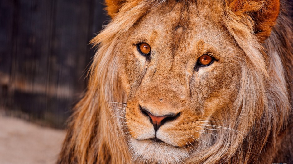 百兽之王非洲狮子高清摄影图片