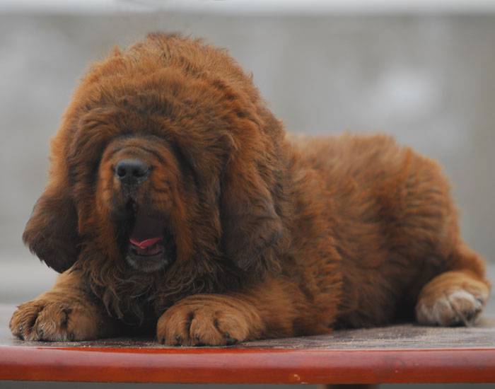 小藏獒犬图片模样安静乖巧