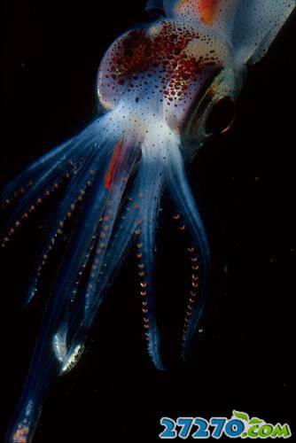 海洋动物们的神秘荧光