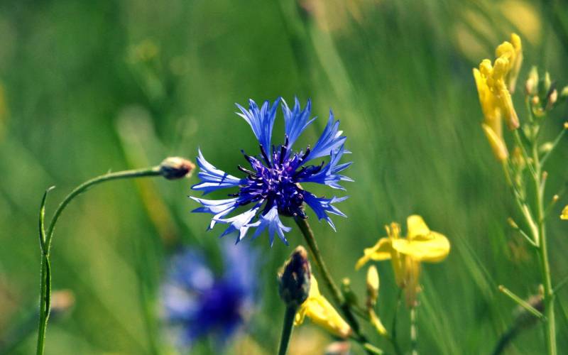 超梦幻蓝色矢车菊唯美意境图片