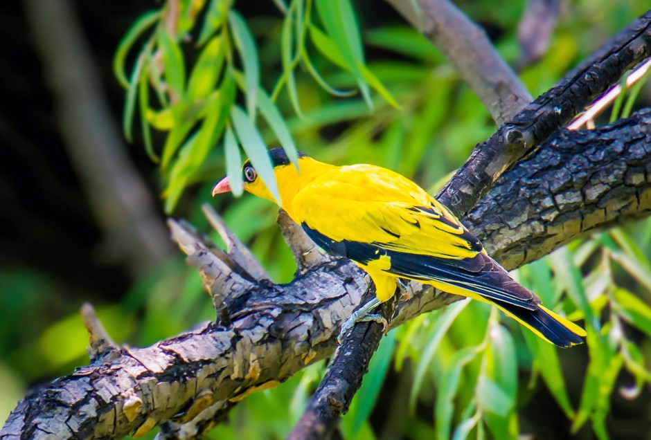 金黄鹂鸟鸣声婉转图片