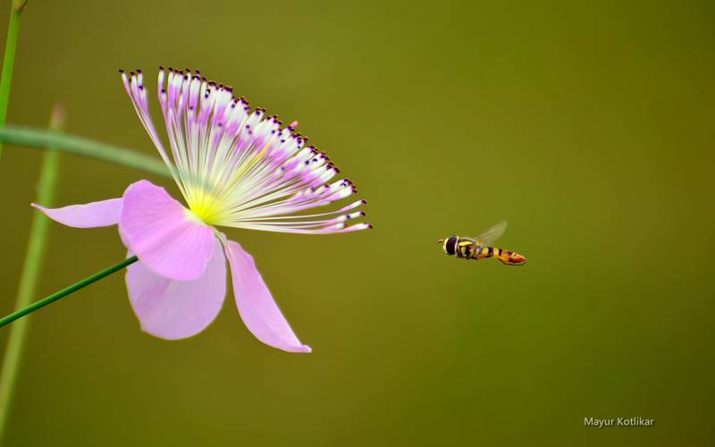 小蜜蜂图片春天公园美景摄影