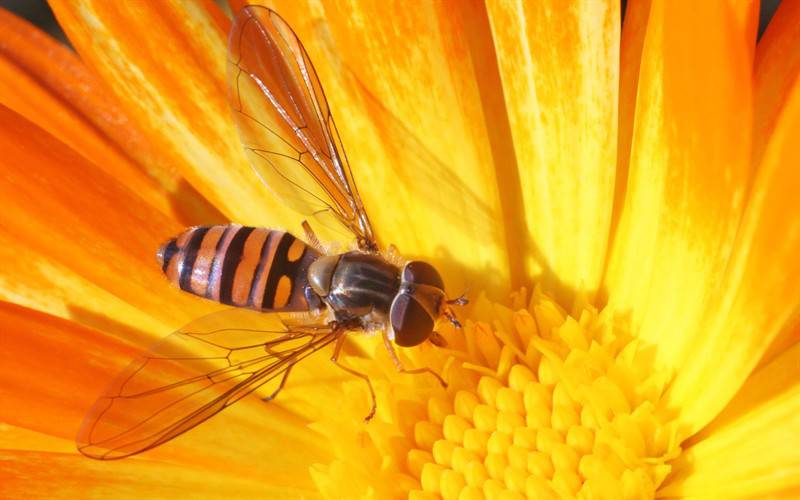 蜜蜂与花户外唯美高清写真图片