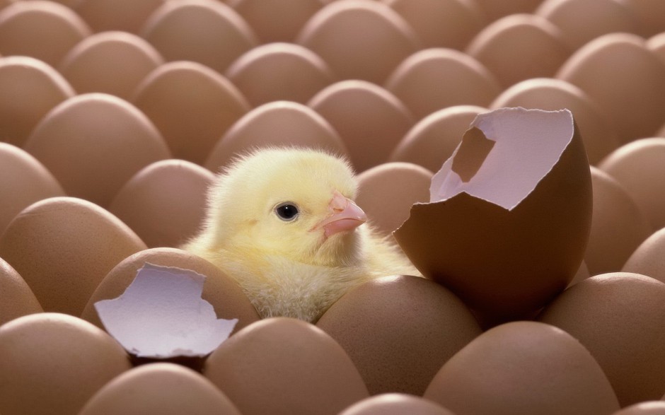 呆萌可爱的小鸡图片壁纸