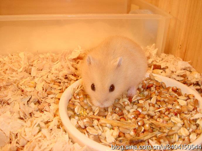 布丁仓鼠吃食物的图片