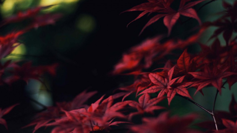 秋天树林香山枫叶美景欣赏