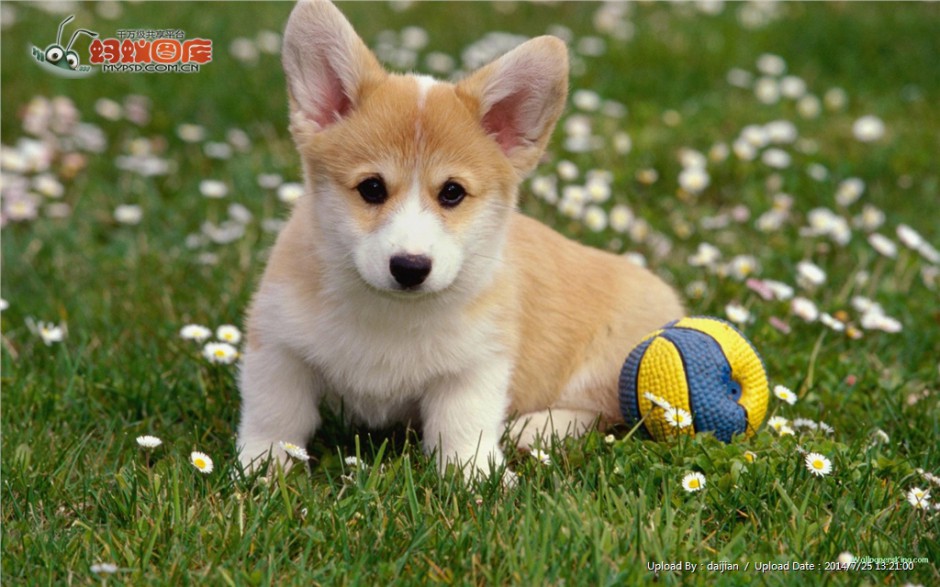 草地上趴着的秋田犬幼犬图片