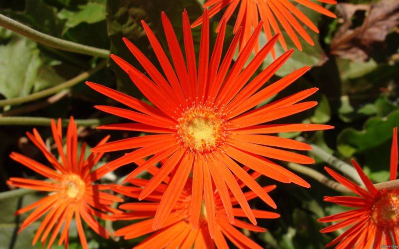 春满人间唯美意境风光高清图集