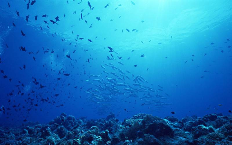 海底世界鱼群游动图片
