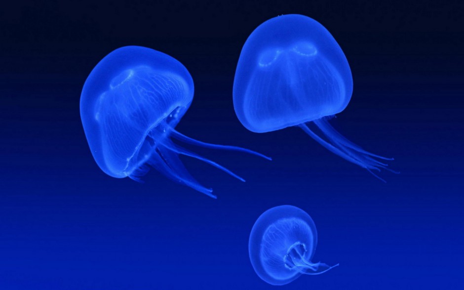 妙曼多彩的微生物水母高清图片