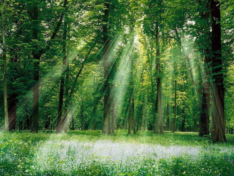 大自然森林四季优美风景图片
