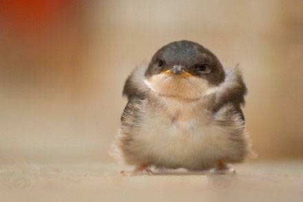 可爱动物搞笑图片之愤怒的小鸟