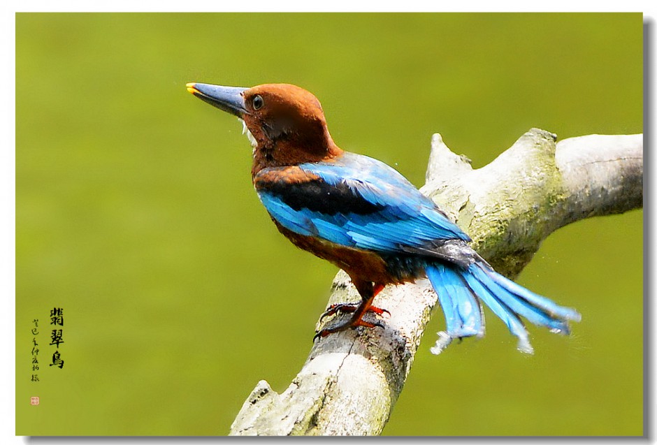 奇特鸟类荆棘鸟的图片