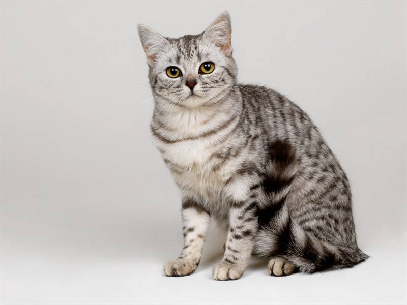 高清棕灰色猫咪图片