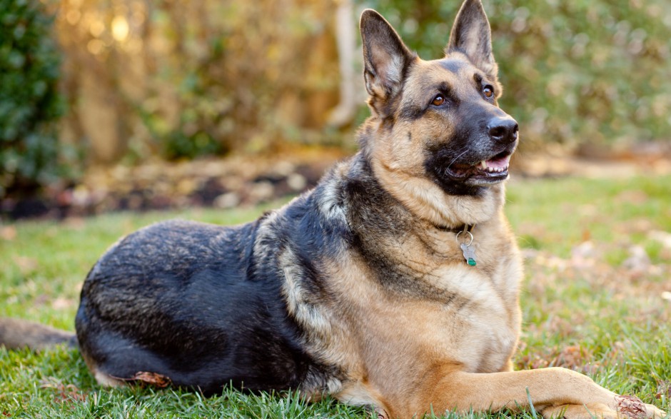 黑背犬精美高清电脑桌面壁纸