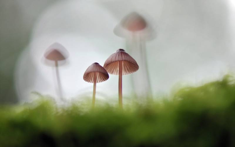 小清新蘑菇摄影壁纸欣赏