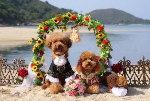 狗狗的幸福浪漫婚礼组图