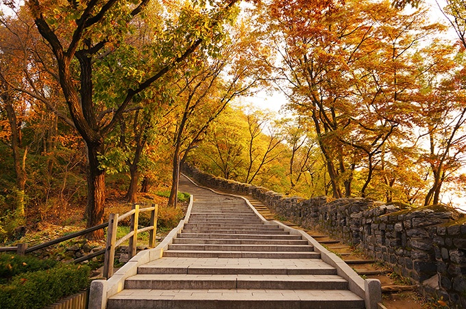 秋天枫树林唯美意境图片
