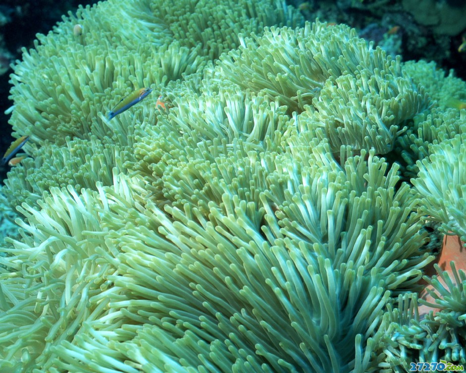 海底森林特写海底环境