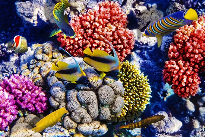 五彩缤纷的海底世界风景图片