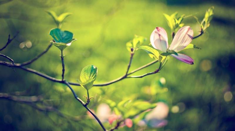 春天鲜花朵朵高清植物壁纸