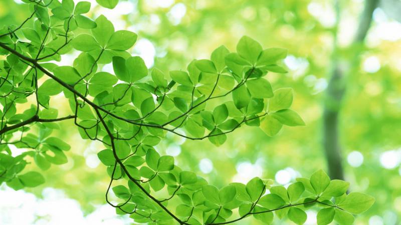 绿色护眼植物微距风景壁纸