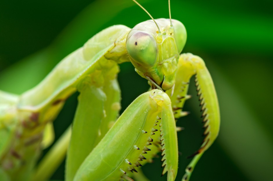 昆虫王者凶悍的螳螂高清图片