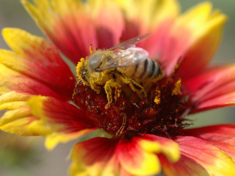 丛中采蜜的小蜜蜂精美高清特写图片