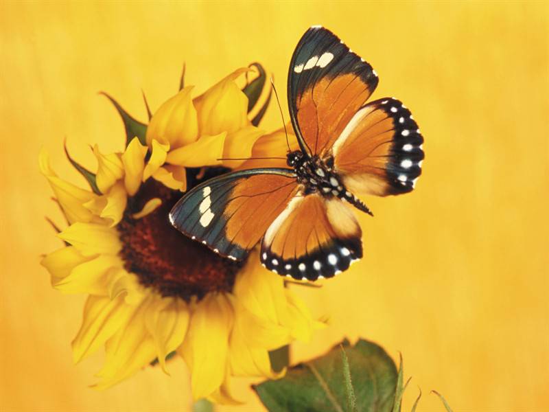 斑斓美丽的小昆虫蝴蝶图片
