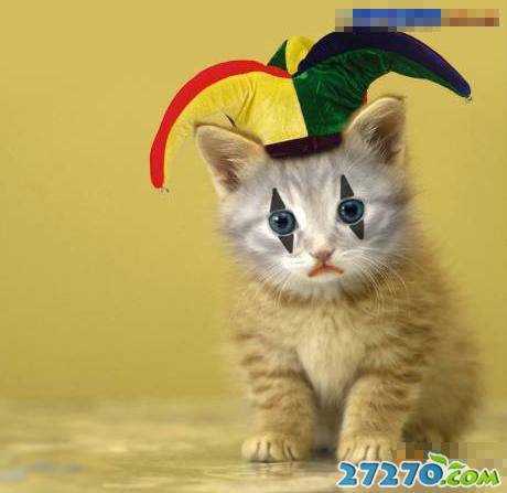 经典可爱小喵猫写真集