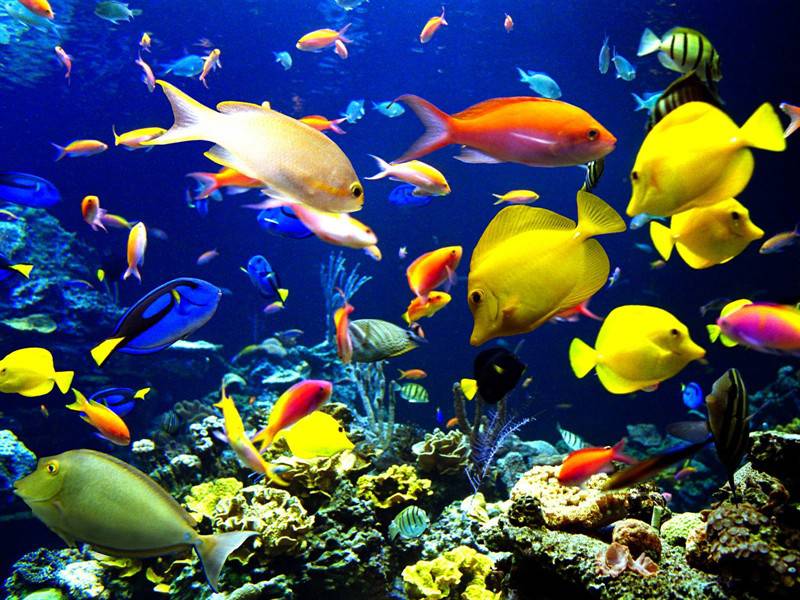 深海世界美丽海洋生物图片