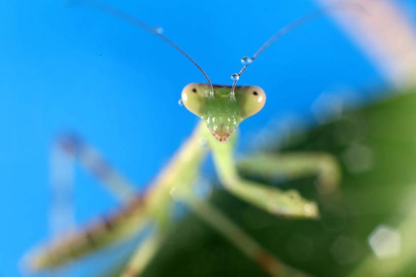 绿色昆虫中华螳螂微距图片