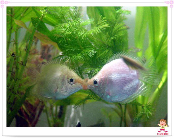 可爱的接吻鱼唯美图片