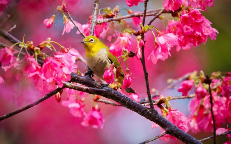 鸟语花香的春日浪漫自然界风景