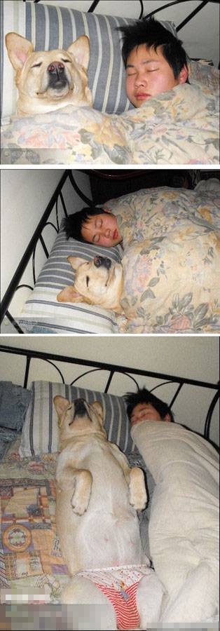 爆笑宠物趣图之狗狗也爱睡觉