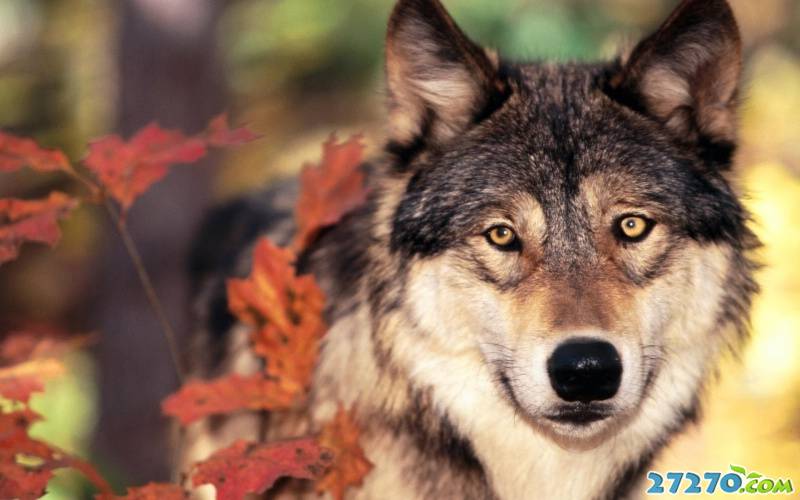 森林之狼 狼的写真